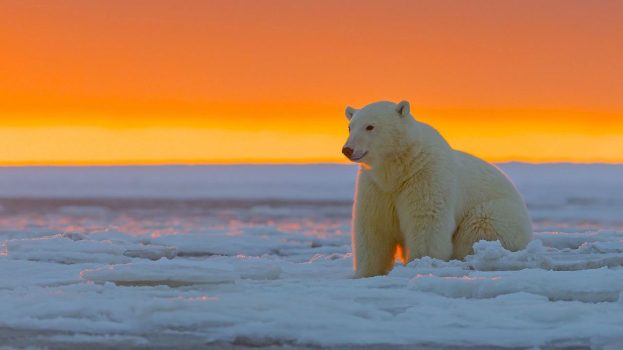 polar_bear_alaska_snow_105367_1280x720.jpg