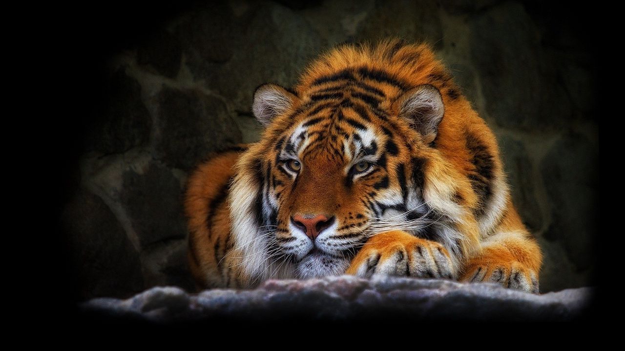 tiger_wild_cat_black_background_74419_1280x720.jpg