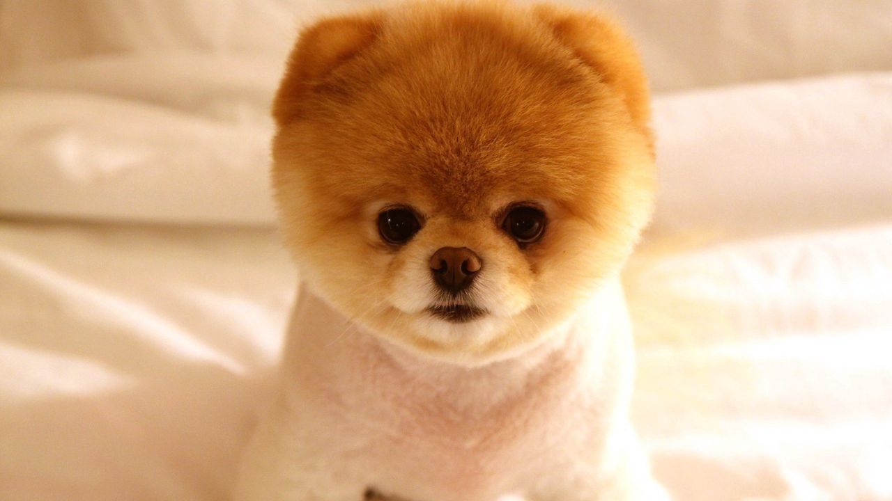 puppy_muzzle_cute_fluffy_66456_1280x720.jpg