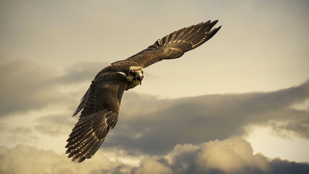 eagle_flight_sky_wings_clouds_97499_1280x720.jpg