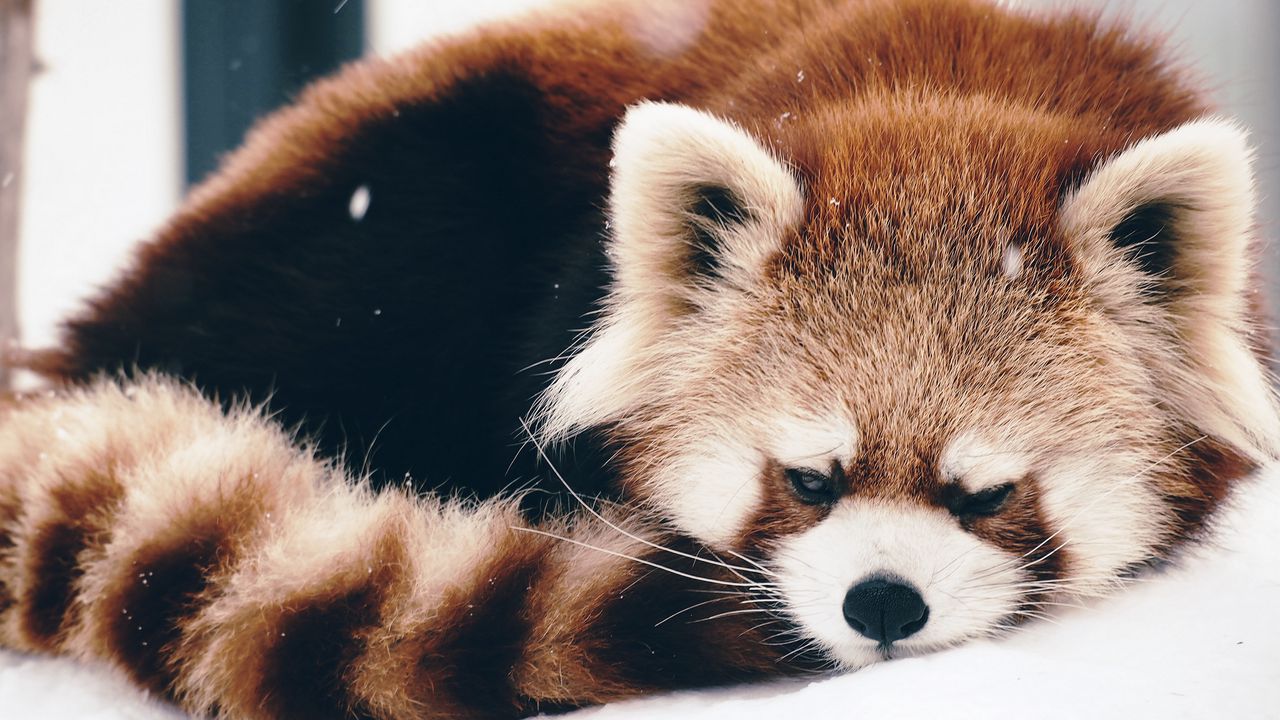 red_panda_panda_fluffy_lie_104027_1280x720.jpg