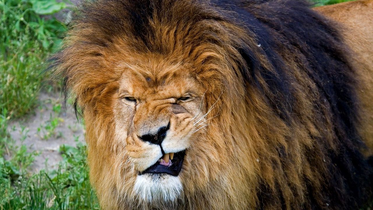 ane_predator_king_of_beasts_big_cat_56184_1280x720.jpg