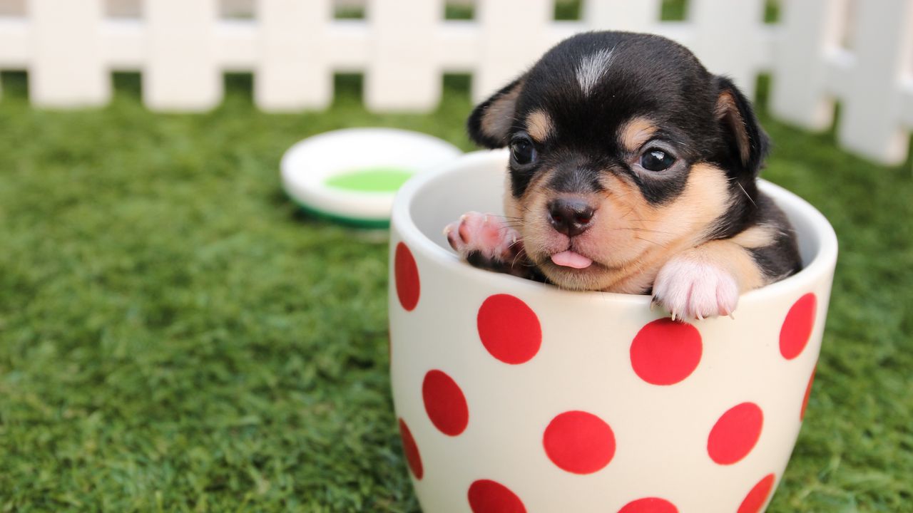puppy_dog_cup_106508_1280x720.jpg