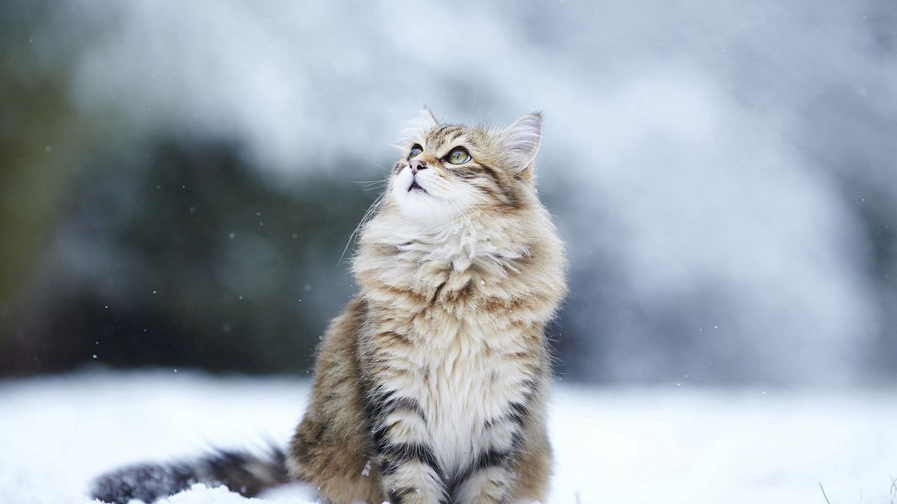 cat_snow_eyes_fluffy_95615_1280x720.jpg