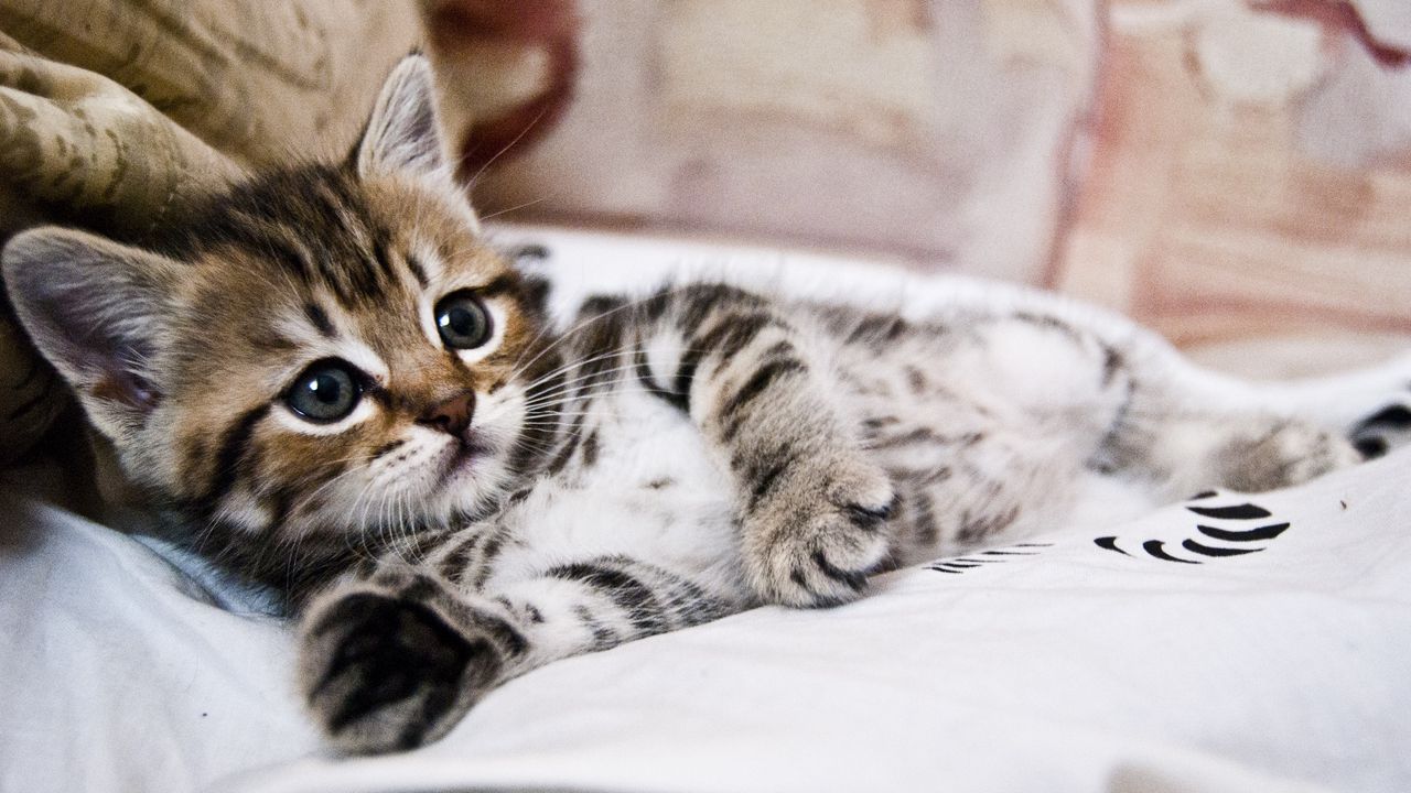 kitten_lying_striped_small_cute_102741_1280x720.jpg