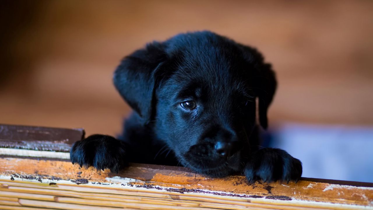 puppy_labrador_retriever_look_95296_1280x720.jpg
