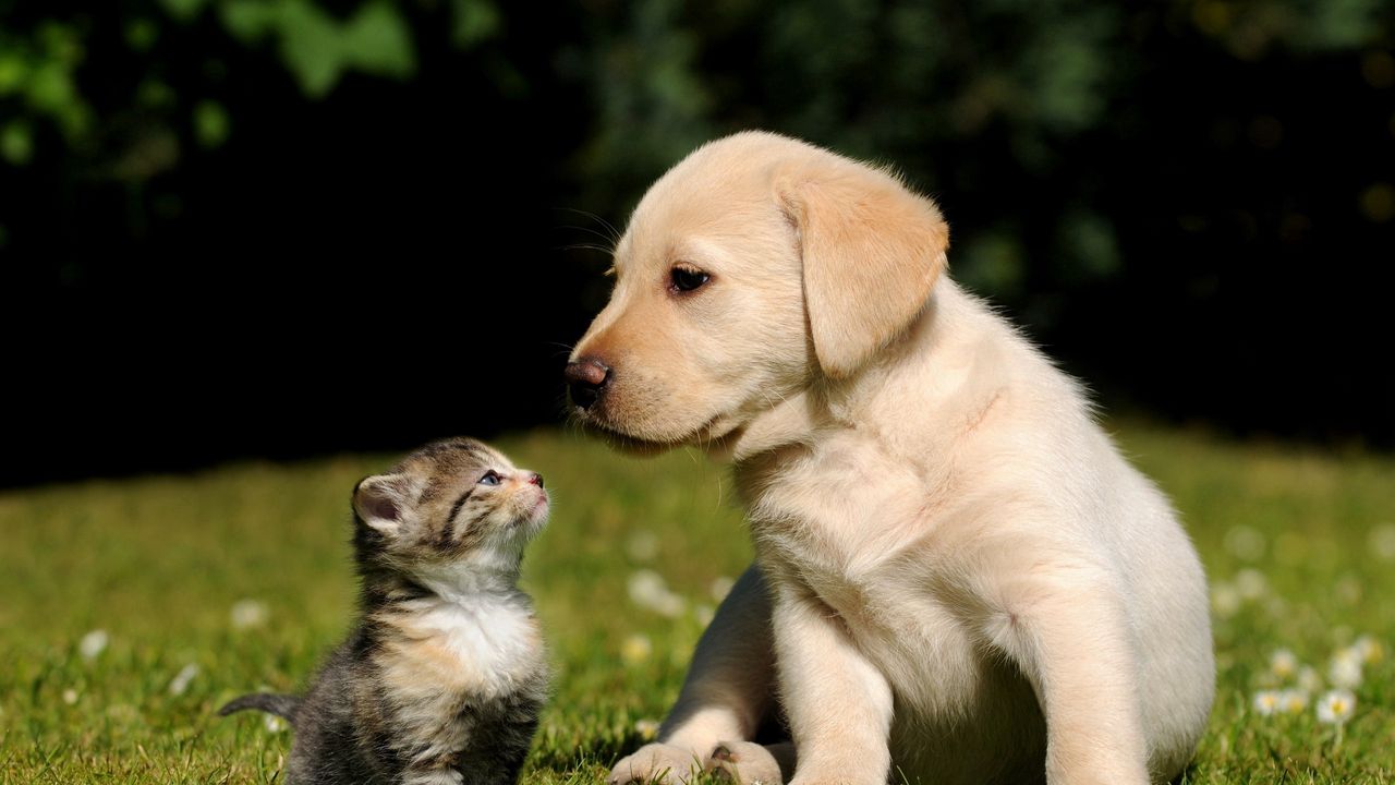 dog_cat_kitten_puppy_grass_65389_1280x720.jpg