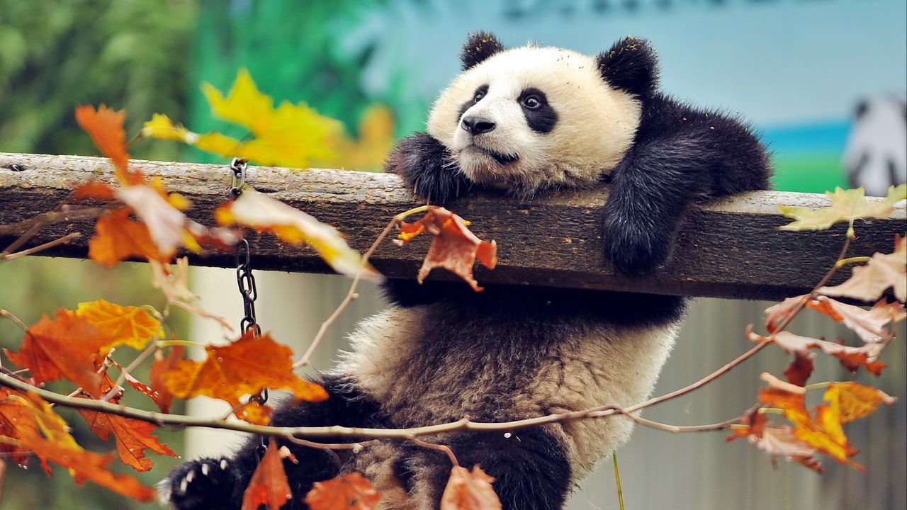 panda_bear_branch_tree_99785_1280x720.jpg