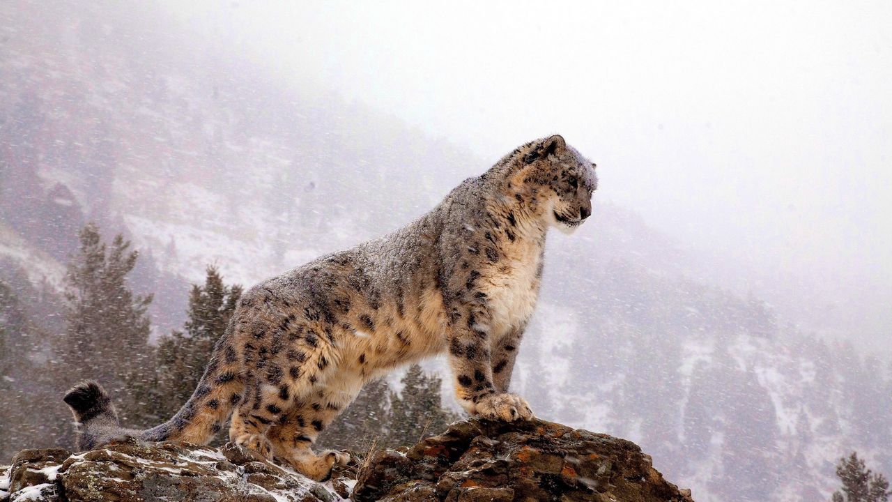 snow_leopard_top_big_cat_predator_51278_1280x720.jpg