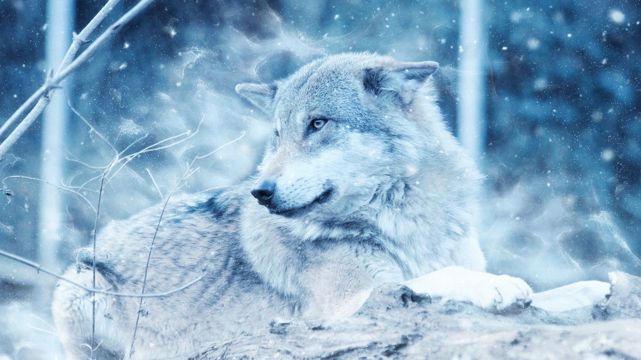 wolf_predator_photoshop_look_117156_1280x720.jpg
