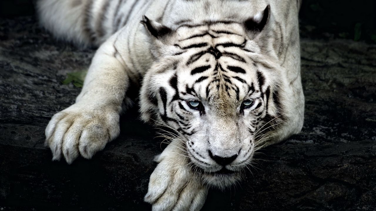 tiger_albino_lie_muzzle_85987_1280x720.jpg