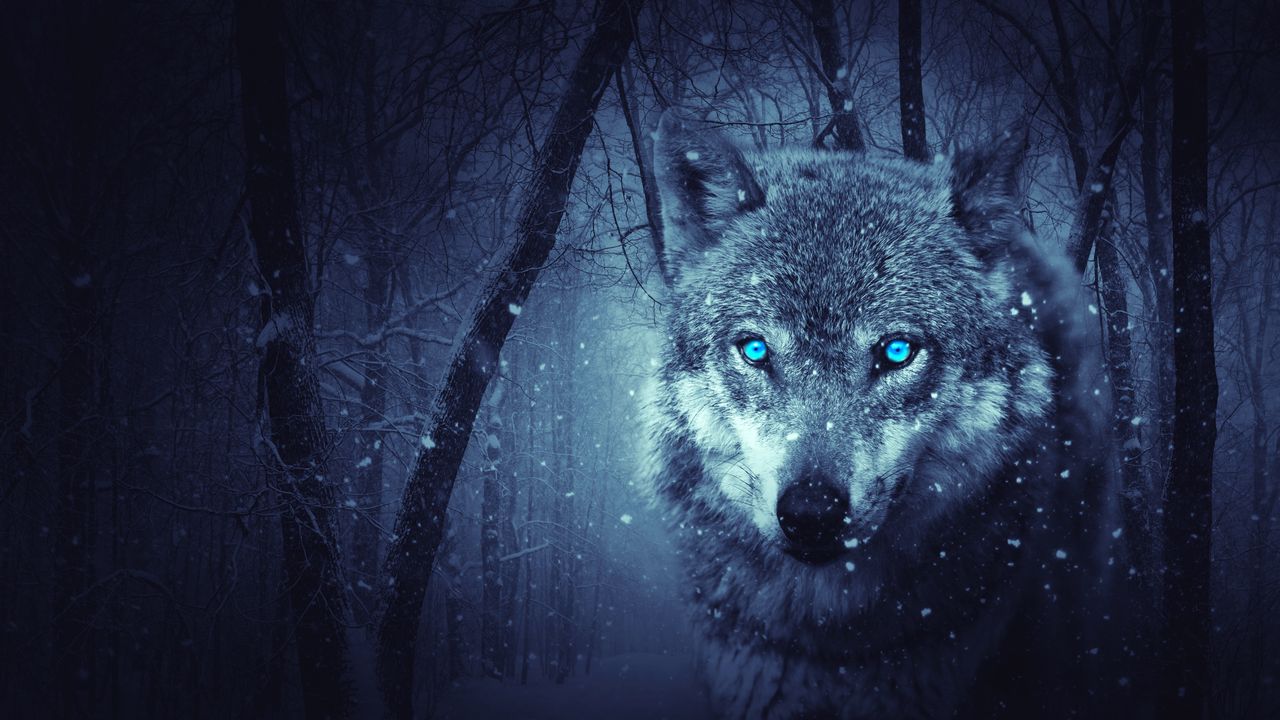 wolf_predator_photoshop_art_116912_1280x720.jpg
