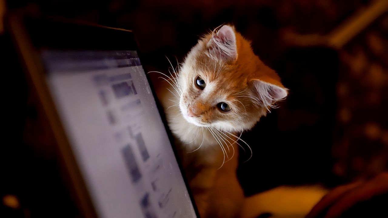 cat_computer_curiosity_56487_1280x720.jpg