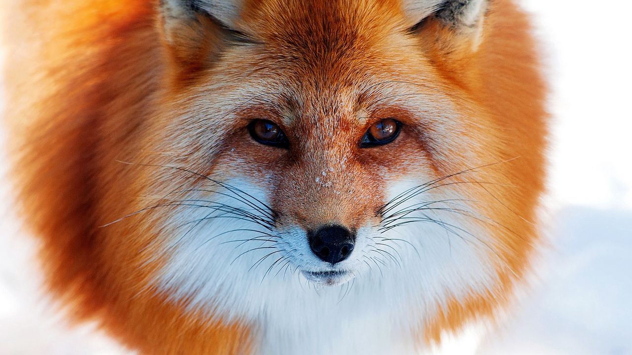 snow_winter_fox_red_nose_85936_1280x720.jpg