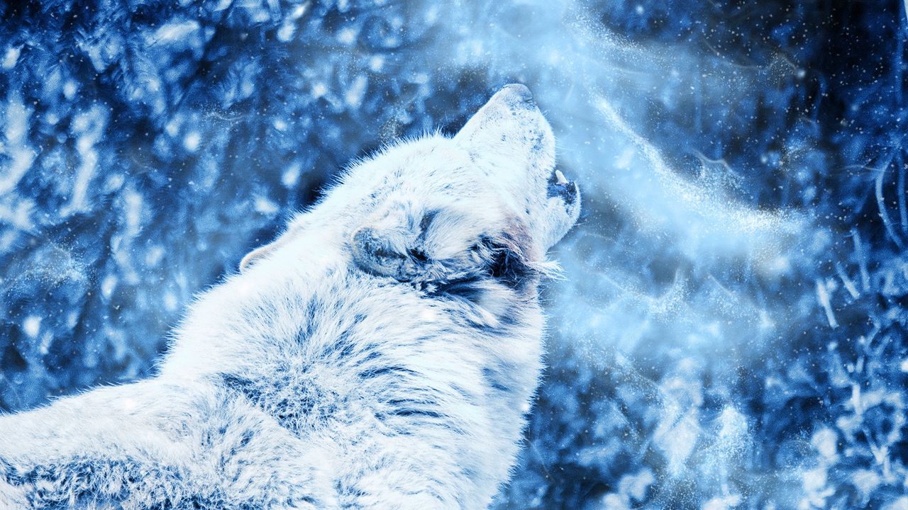 wolf_howl_predator_128784_1280x720.jpg