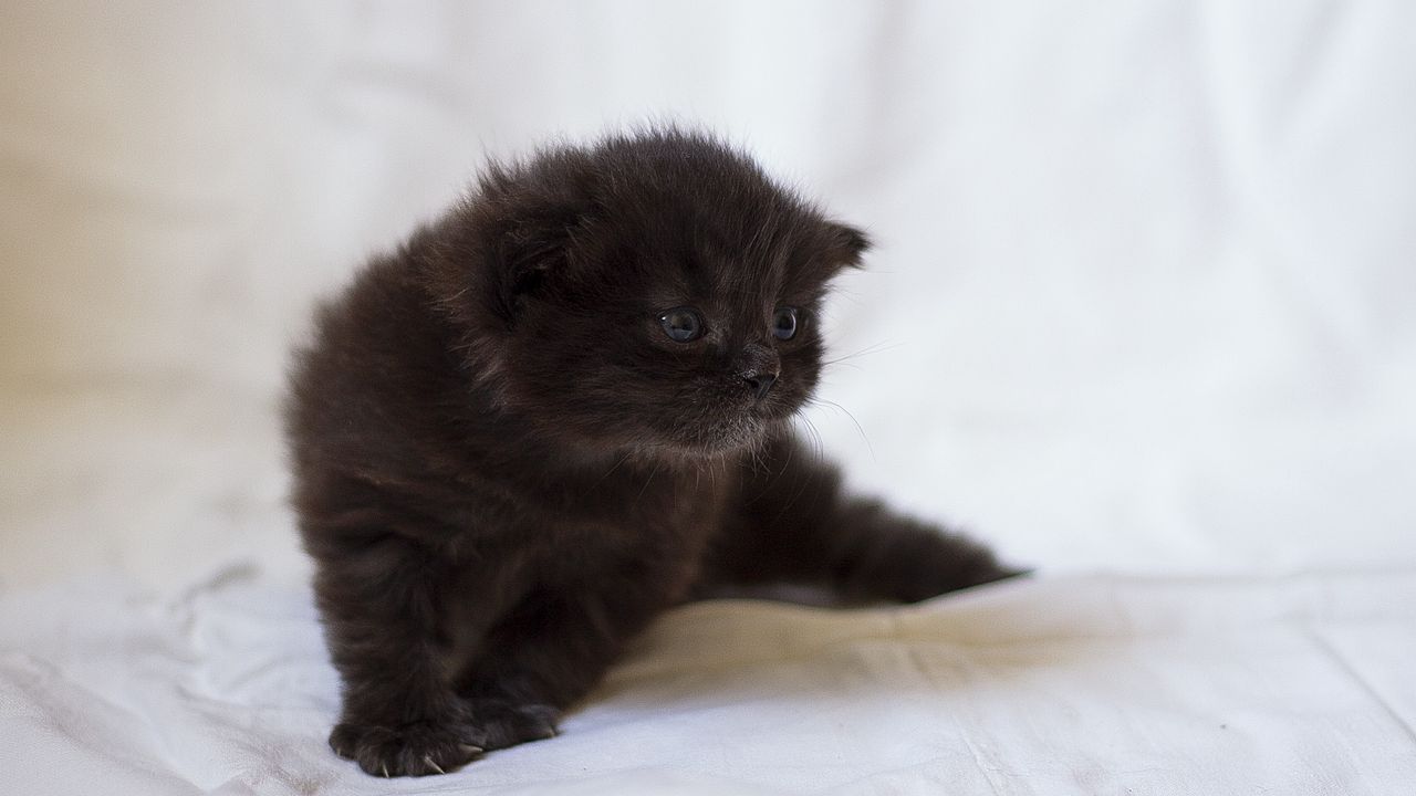 kitten_fluffy_look_kid_97036_1280x720.jpg