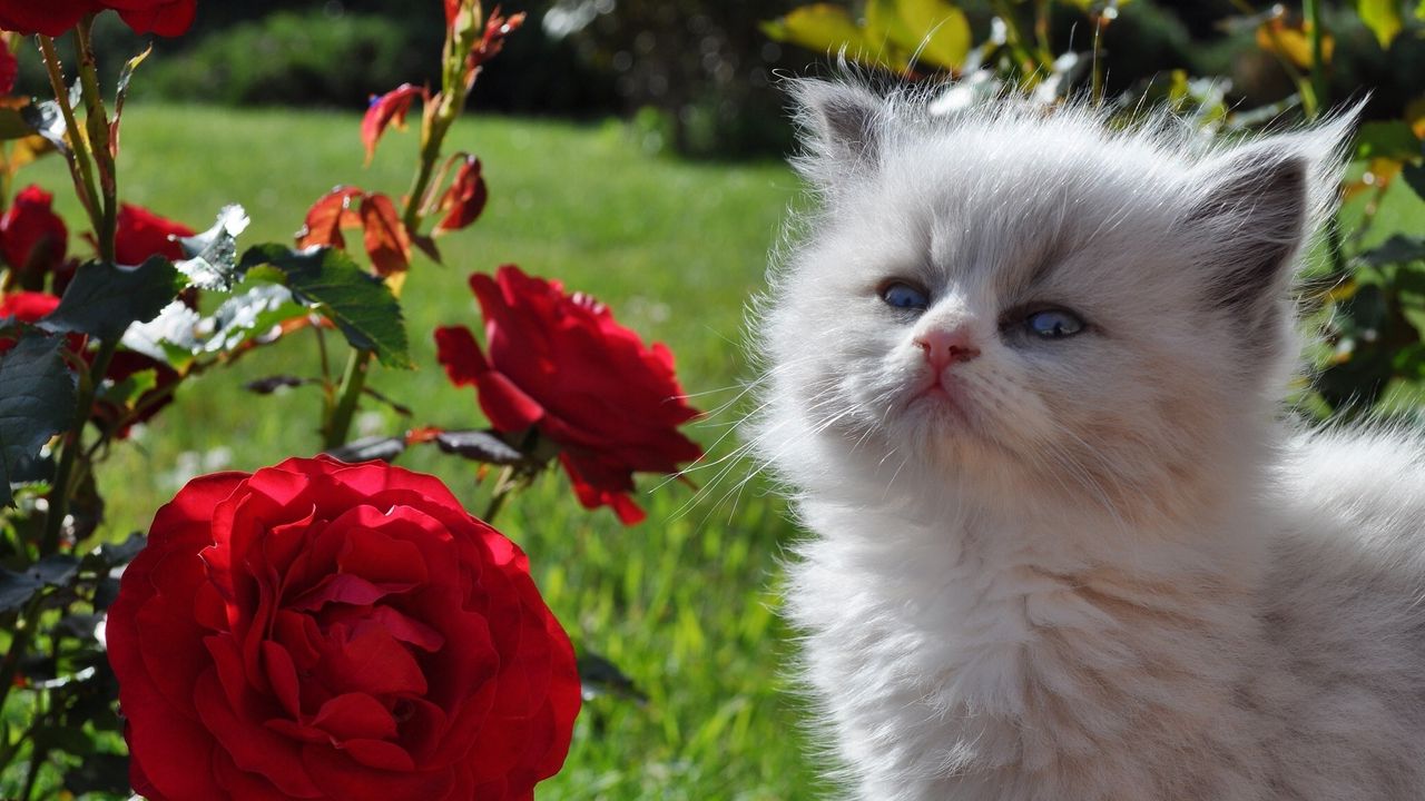 kitten_fluffy_face_rose_grass_look_85837_1280x720.jpg