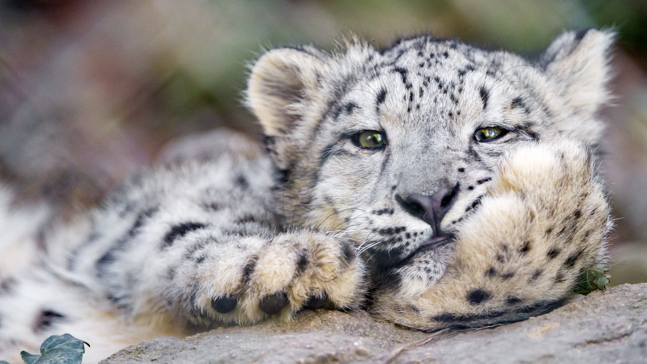 snow_leopard_big_cat_leopard_106764_1280x720.jpg