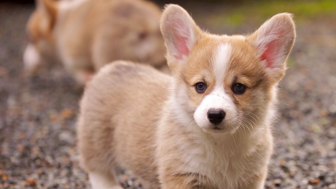 puppy_snout_eyes_grass_ears_86013_1280x720.jpg