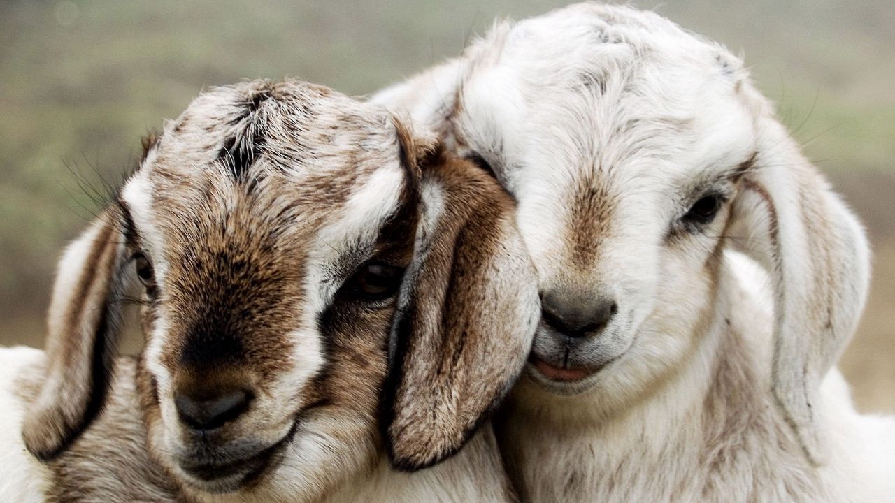 couple_beautiful_lambs_95910_1280x720.jpg
