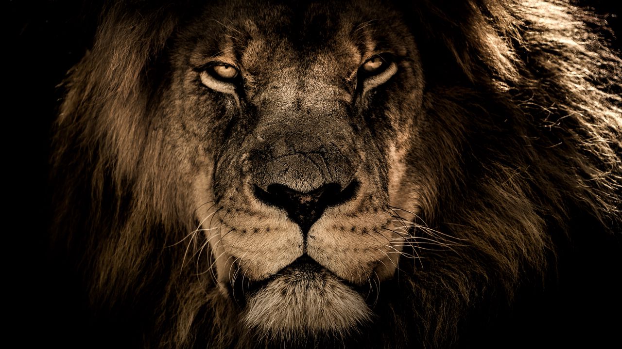 lion_muzzle_mane_predator_look_117905_1280x720.jpg