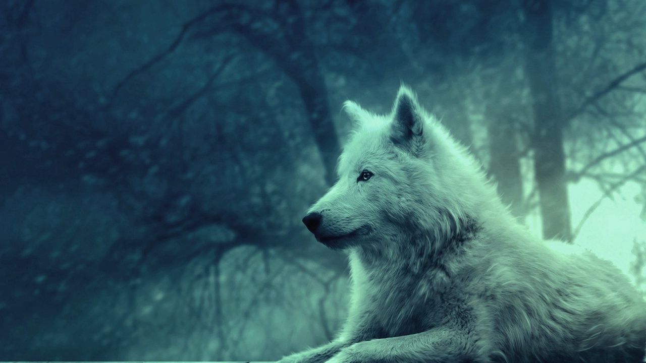 wolf_light_forest_wild_calm_peace_51264_1280x720.jpg