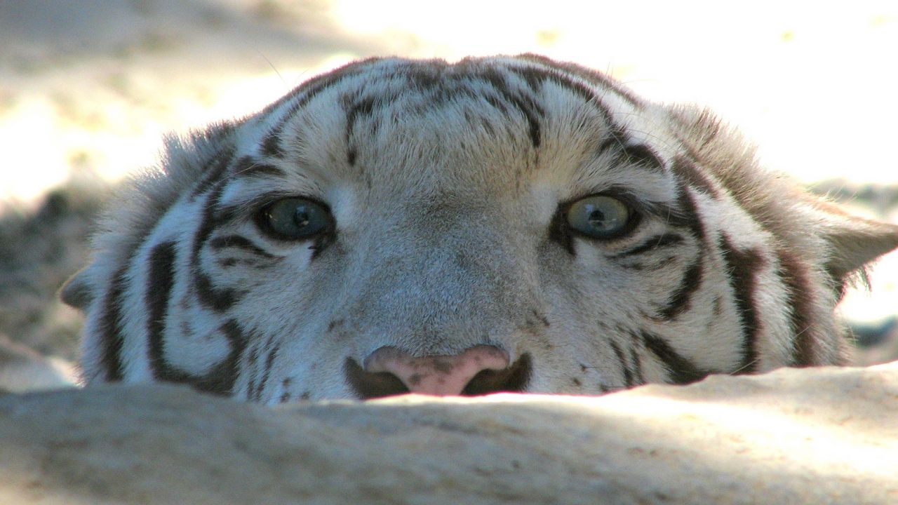 tiger_face_stone_eyes_predator_92029_1280x720.jpg