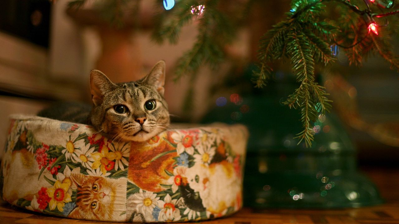 cat_new_year_christmas_tree_garland_98923_1280x720.jpg