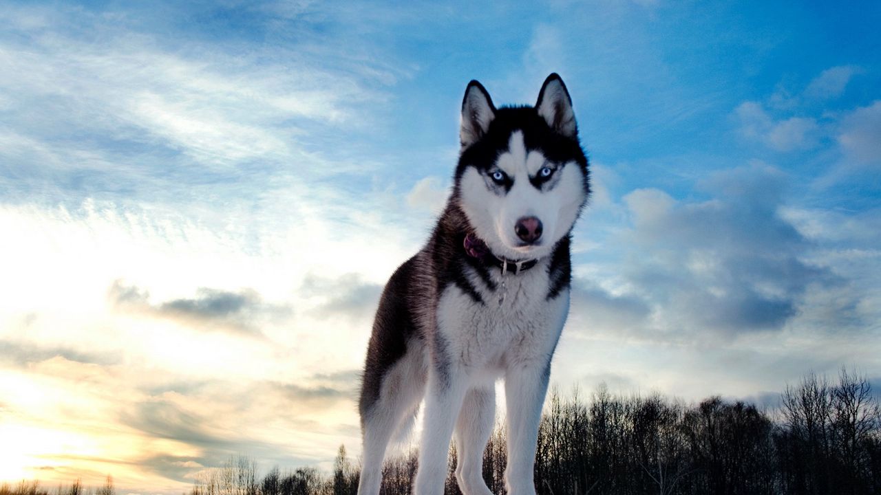 dog_husky_look_spotted_muzzle_40227_1280x720.jpg