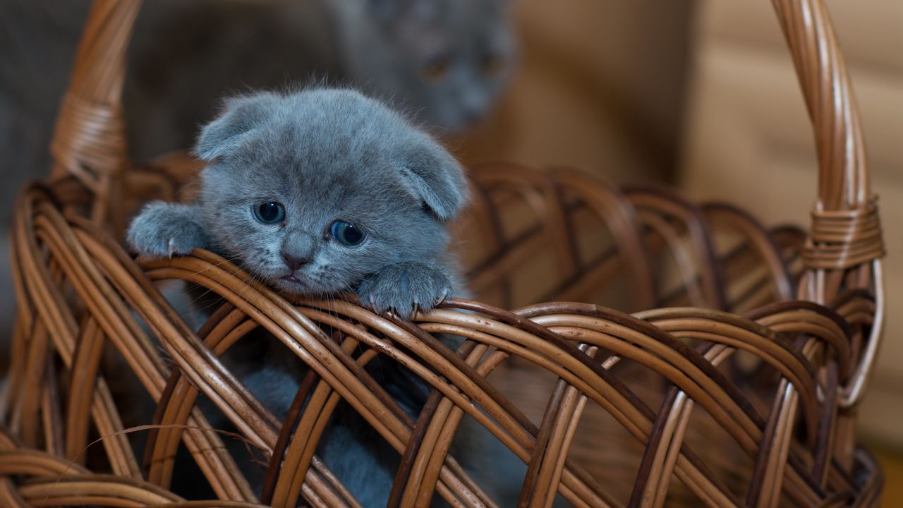 kitten_british_shorthair_cute_122987_1280x720.jpg