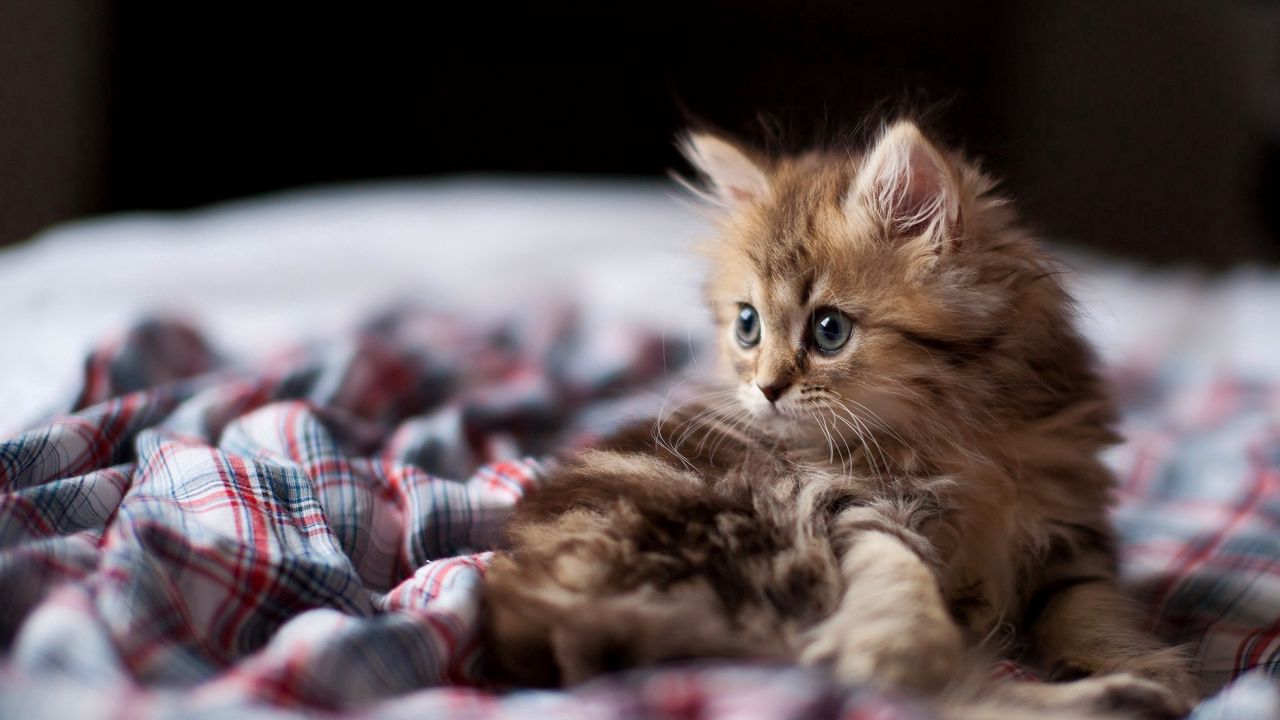 kitten_fluffy_look_95571_1280x720.jpg