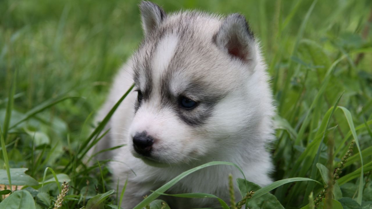 puppy_husky_grass_sit_53004_1280x720.jpg