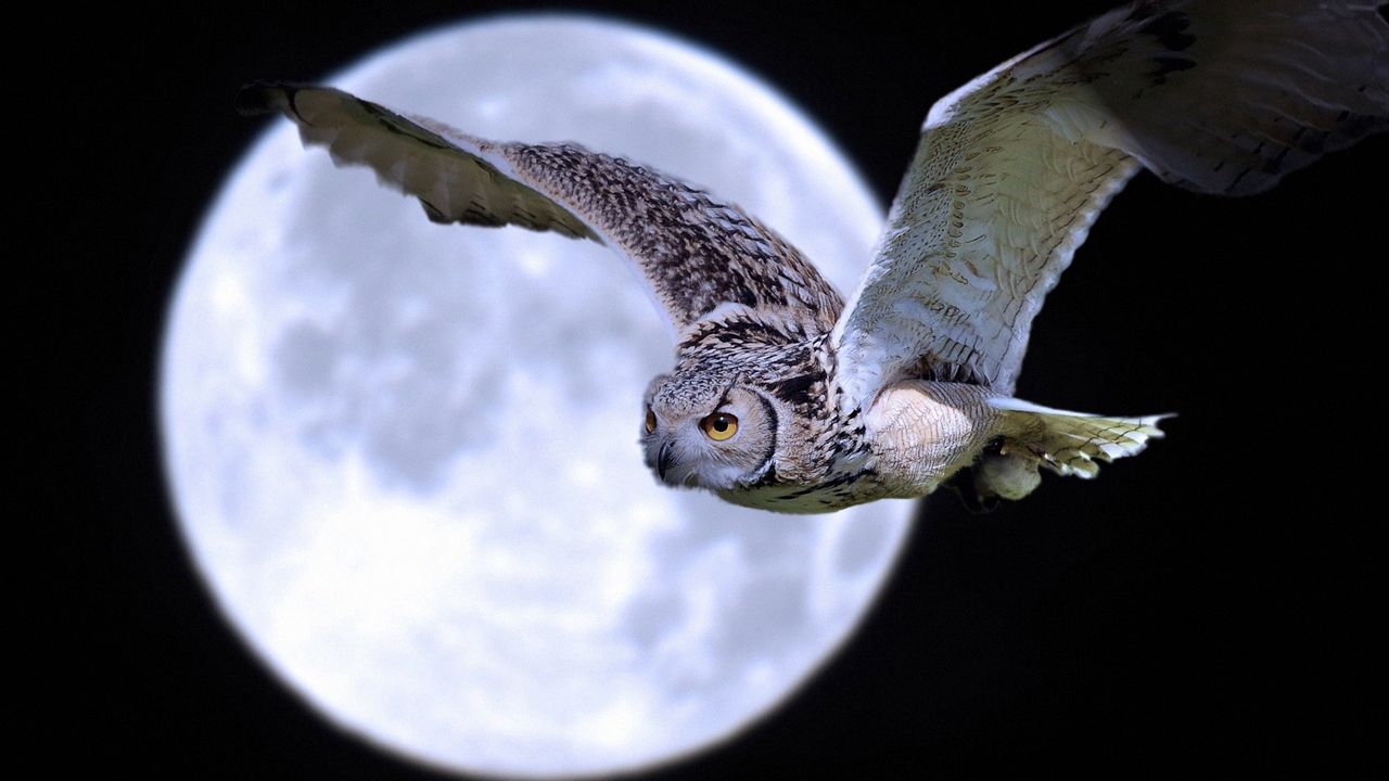 owl_bird_predator_moon_flight_71729_1280x720.jpg