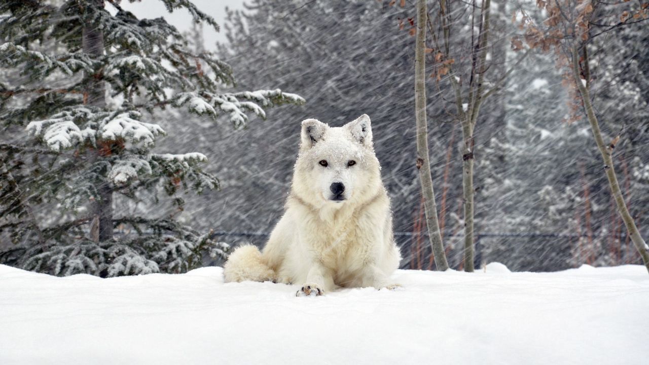 dog_wolf_forest_snow_lying_72361_1280x720.jpg