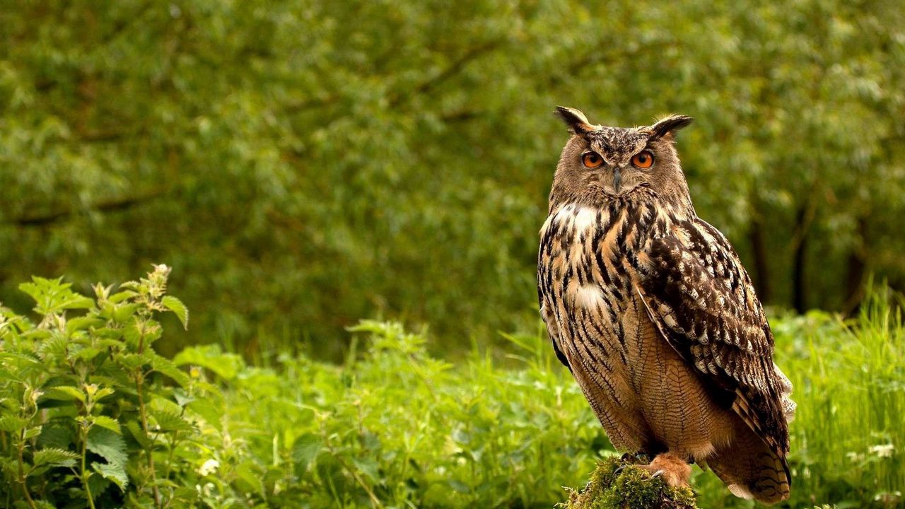 owl_birds_grass_herbs_predator_66491_1280x720.jpg