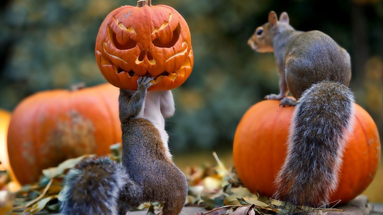 halloween_squirrels_pumpkin_mask_97728_1280x720.jpg