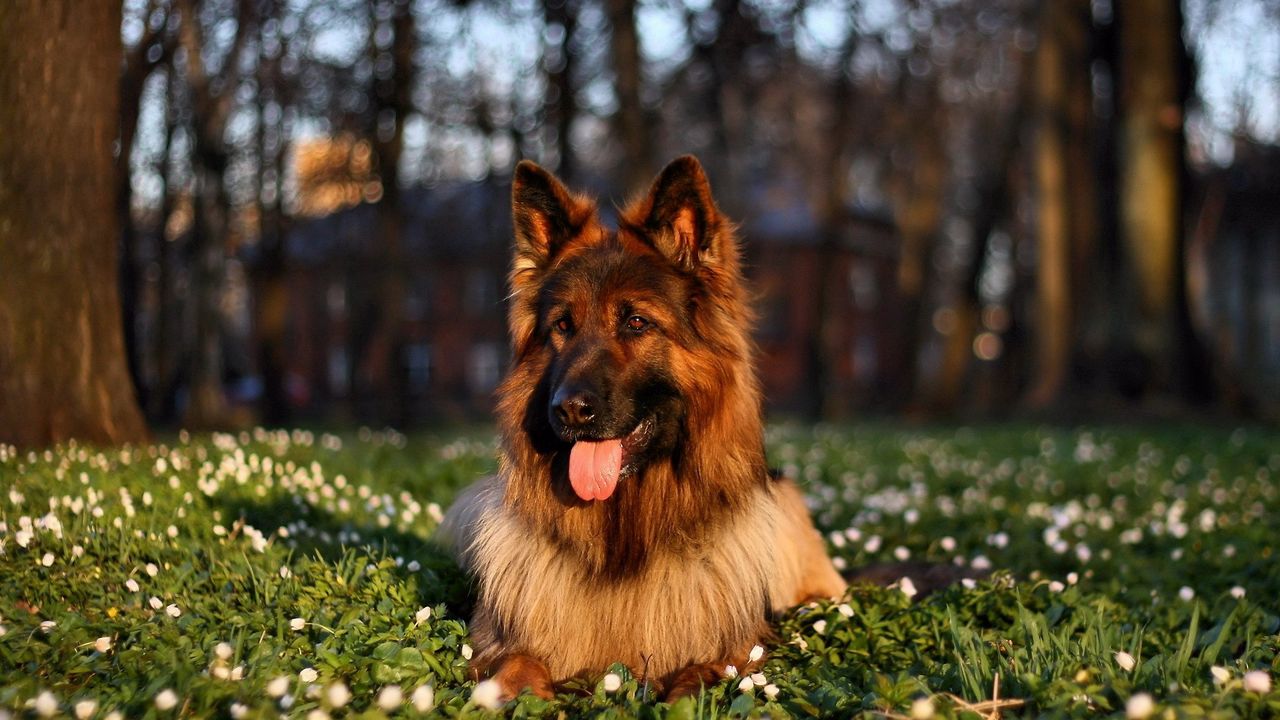 dog_grass_sit_protruding_tongue_85168_1280x720.jpg