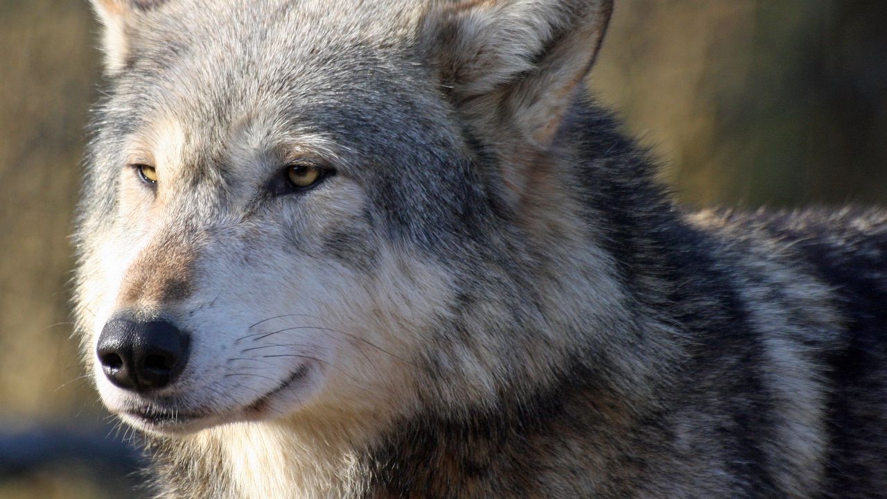 wolf_snout_predator_looks_104037_1280x720.jpg