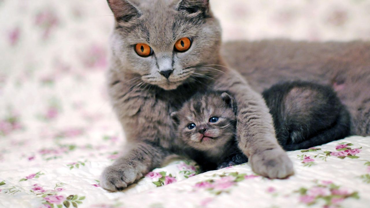 cat_kitten_caring_tenderness_95756_1280x720.jpg