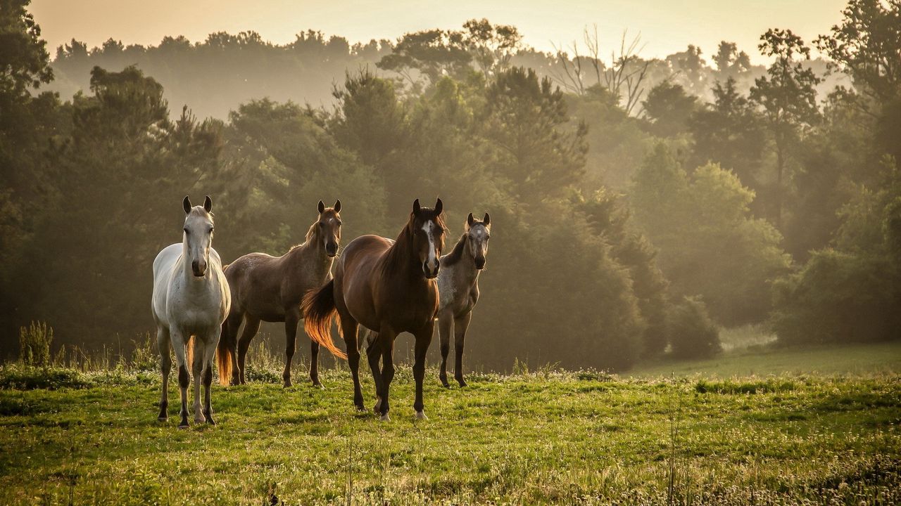 horses_grass_herd_walk_trees_fog_85872_1280x720.jpg