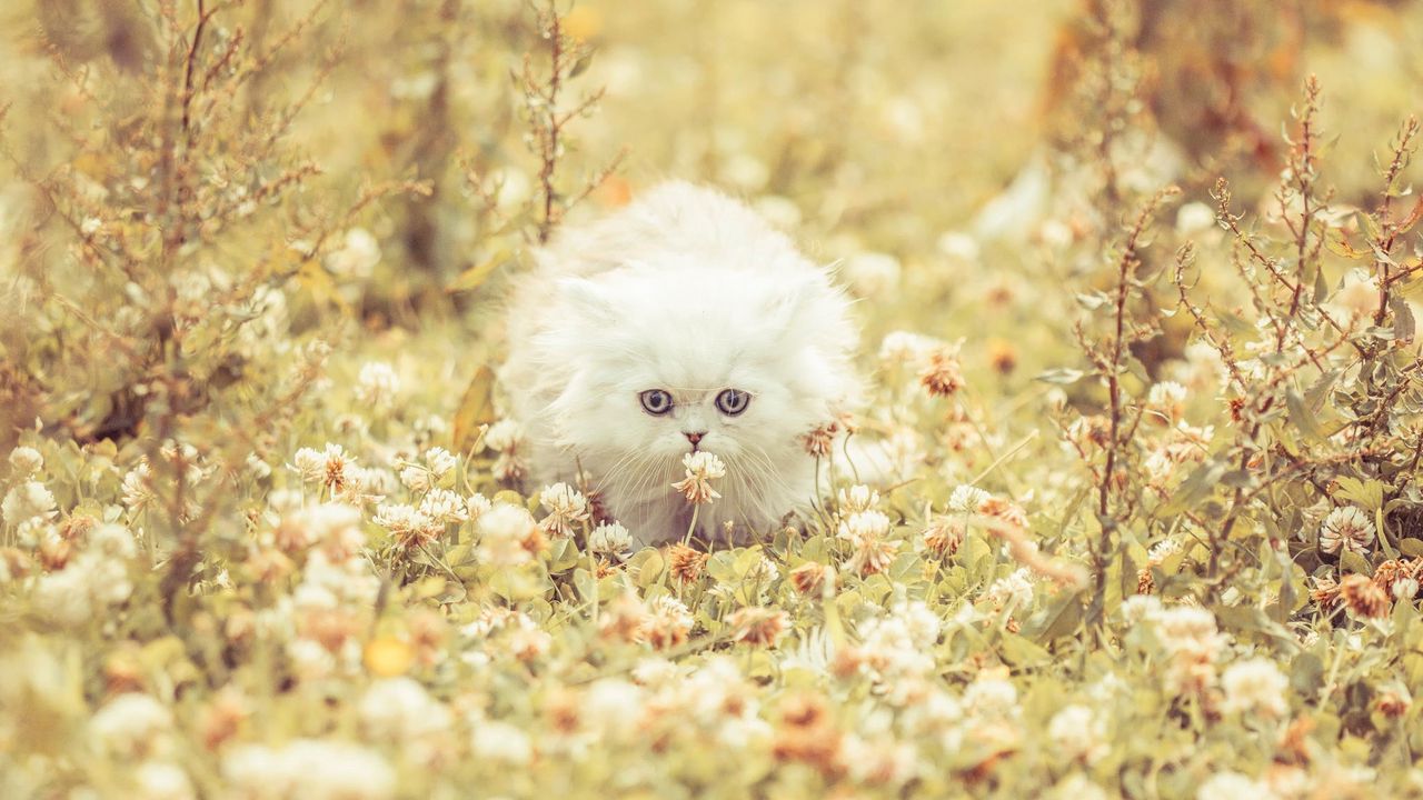 kitten_fluffy_grass_flowers_run_96294_1280x720.jpg