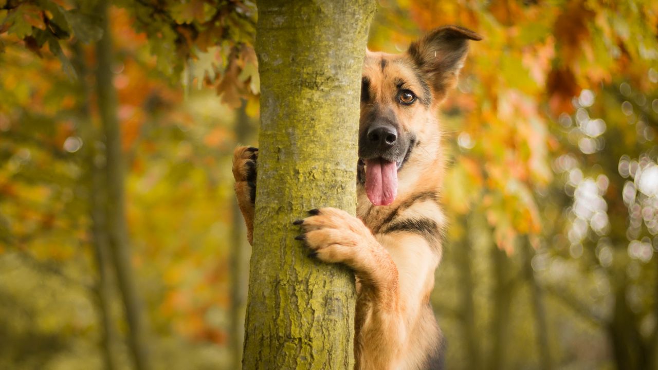 dog_tree_protruding_tongue_106004_1280x720.jpg