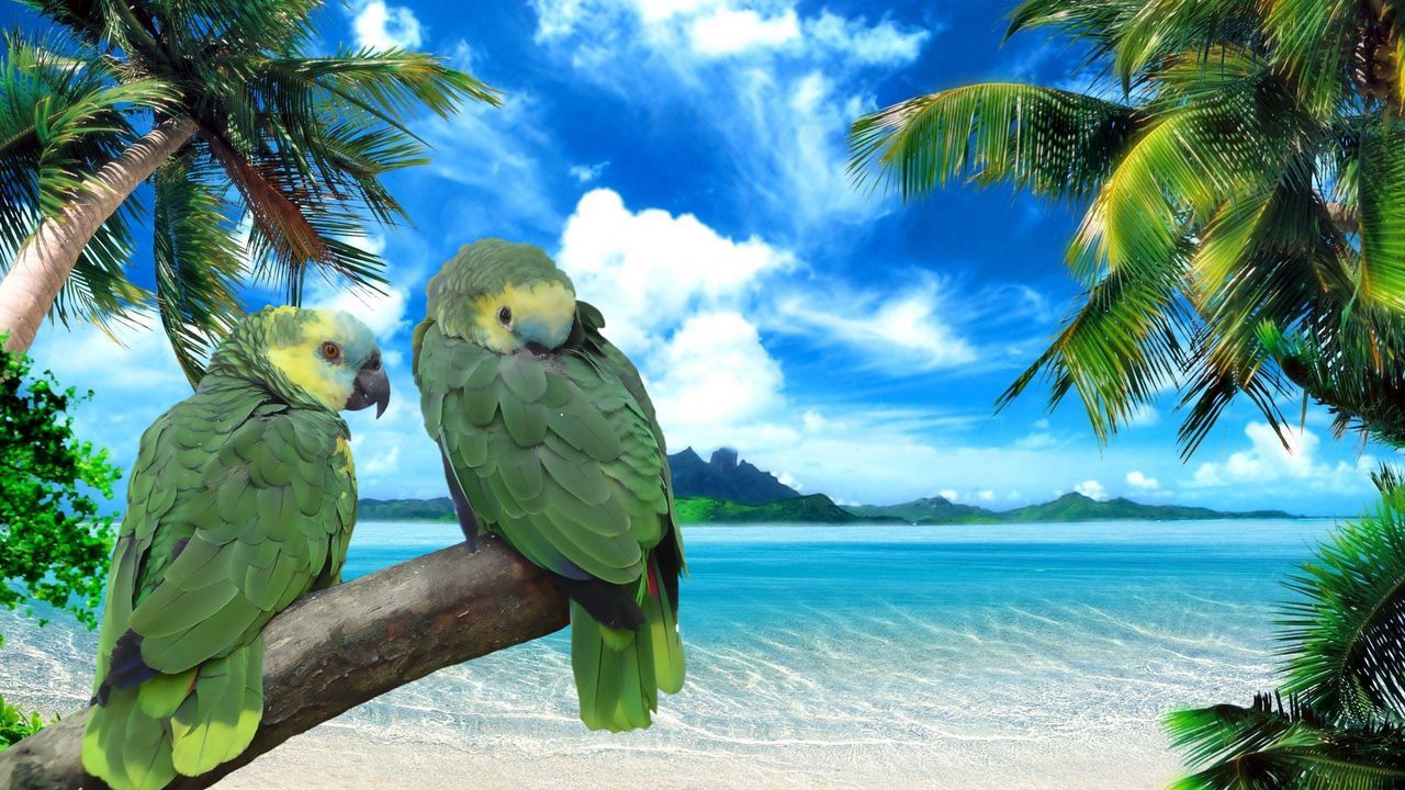 parrots_beach_sea_sky_summer_pair_72341_1280x720.jpg