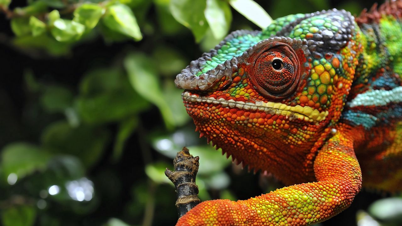 chameleon_eyes_grass_color_85461_1280x720.jpg