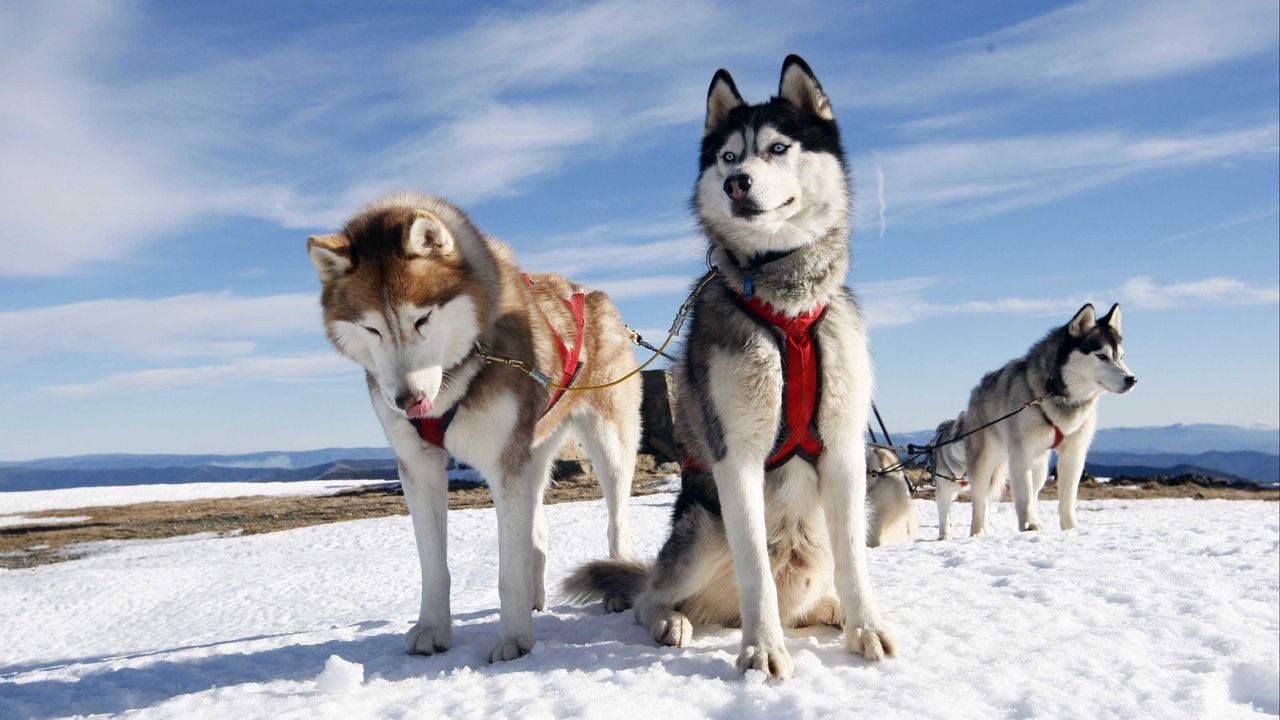 husky_couple_dogs_snow_alaska_95879_1280x720.jpg