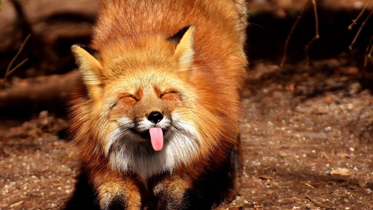 fox_funny_protruding_tongue_114519_1280x720.jpg