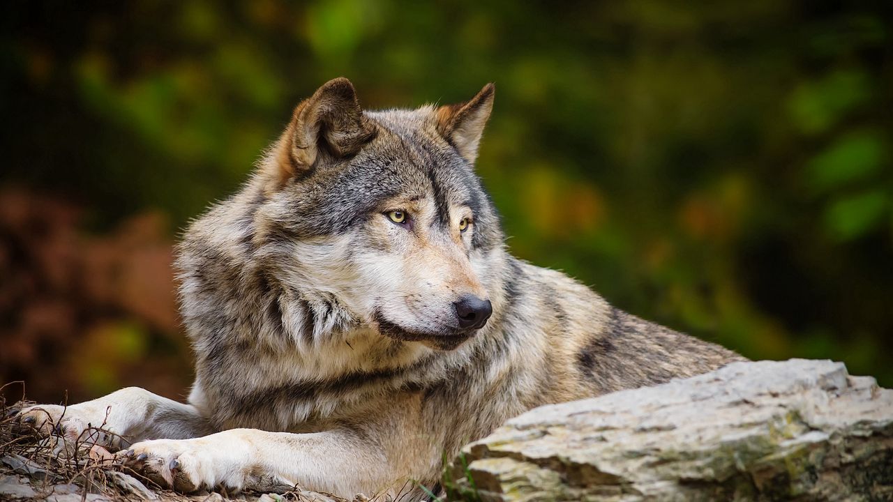 wolf_stone_predator_72509_1280x720.jpg