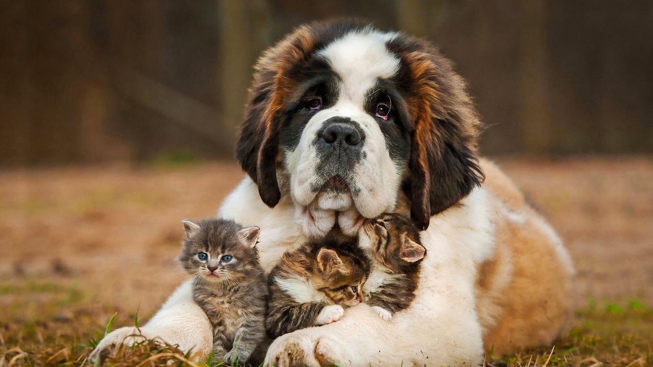 saint_bernard_dog_kittens_100756_1280x720.jpg