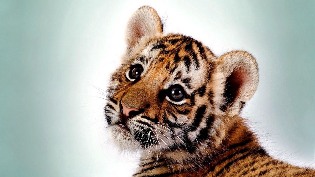 tiger_kitten_big_cat_cub_predator_91634_1280x720.jpg
