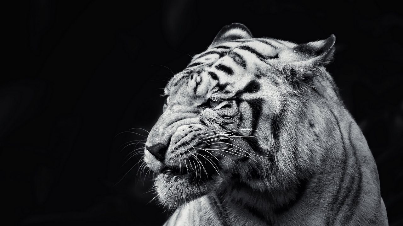 tiger_face_eyes_black_and_white_72403_1280x720.jpg